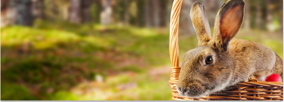 easter pet season special