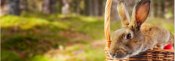 easter pet season special easter pet season special