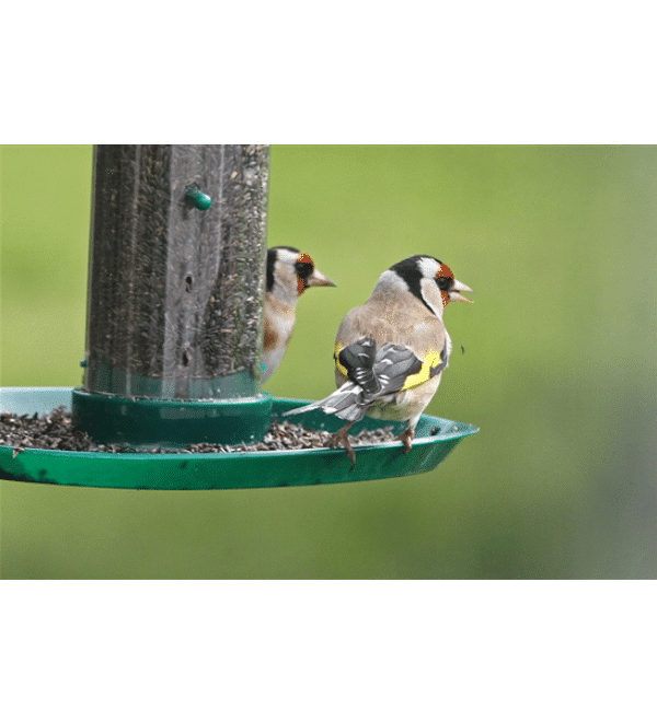 iger_feeder_with_2goldfinches
