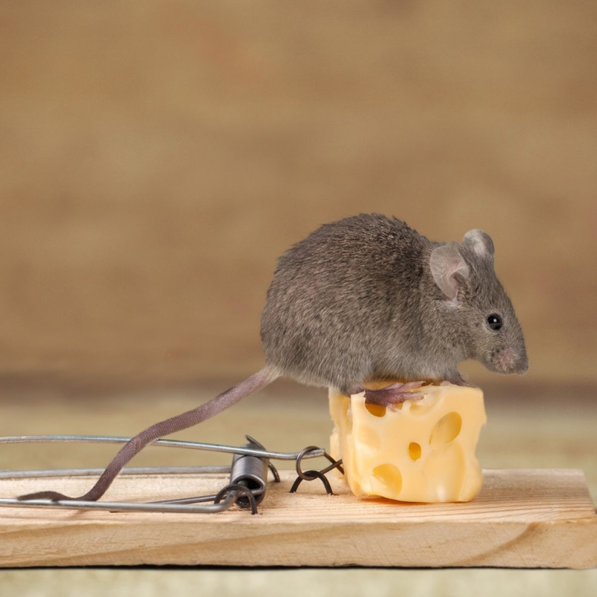 Mathias Mouse Mouse - Baumanns Of Stillorgan